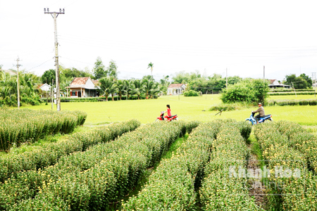 Làng hoa Ninh Giang, Ninh Hòa