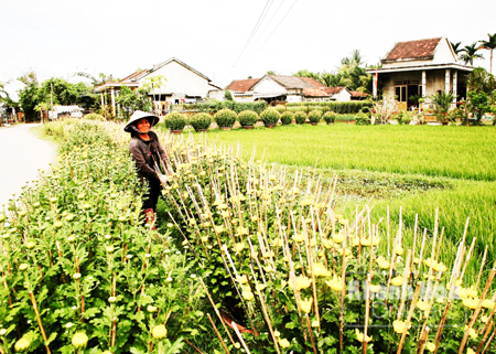 Chăm sóc hoa cúc ở Ninh Giang