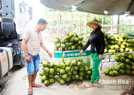 Khách phương xa ghé mua dừa xiêm Ninh Đa