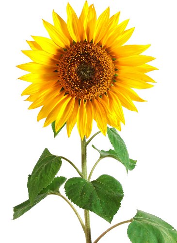 Hết đau đầu nhờ bài thuốc hoa hướng dương