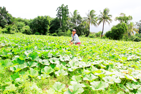 Người dân xã Ninh Tân mạnh dạn chuyển đổi diện tích cây mía sang trồng bí đỏ