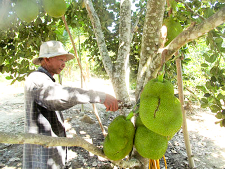 Định hướng phát triển cây mít nghệ