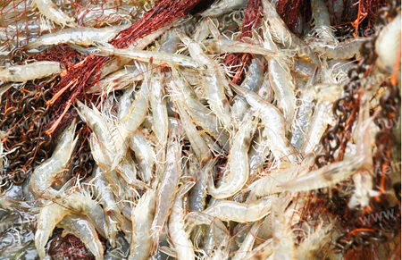 Khung lịch thời vụ thả giống tôm nước lợ năm 2017