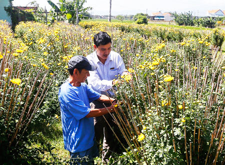 Hàng trăm chậu cúc của ông Lê Thiện không kịp nở hoa vào đúng dịp Tết