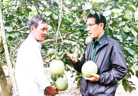 Nhiều hộ trồng bưởi ở huyện Khánh Vĩnh đã sản xuất theo chuẩn VietGAP và hình thành hợp tác xã