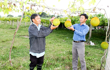 Mô hình trồng gấc ở xã Cam An Bắc mang lại hiệu quả kinh tế cao