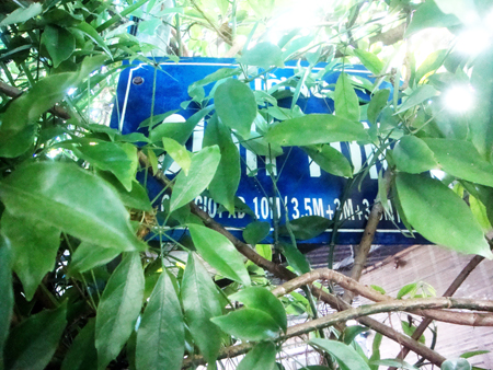 Nhiều biển báo tên đường bị cây che khuất