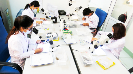 Cán bộ dự án đang phân loại các loại muỗi tự nhiên lấy ở thực địa