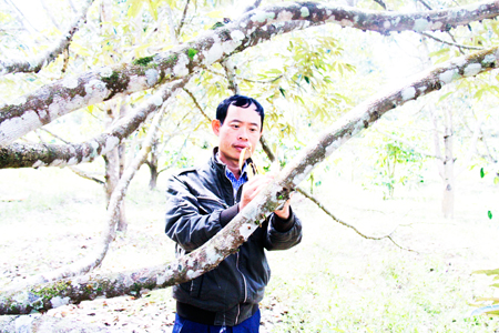 Khánh Sơn: Sầu riêng ra hoa muộn