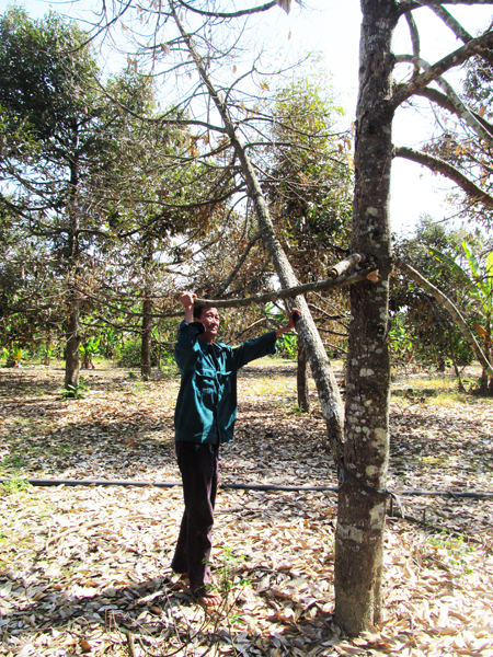 Sầu riêng đổ bệnh