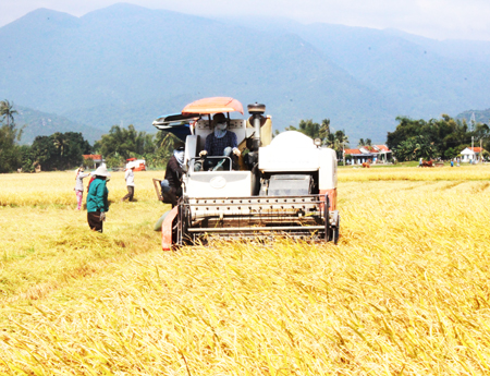 Mất mùa lúa vụ đông xuân sớm