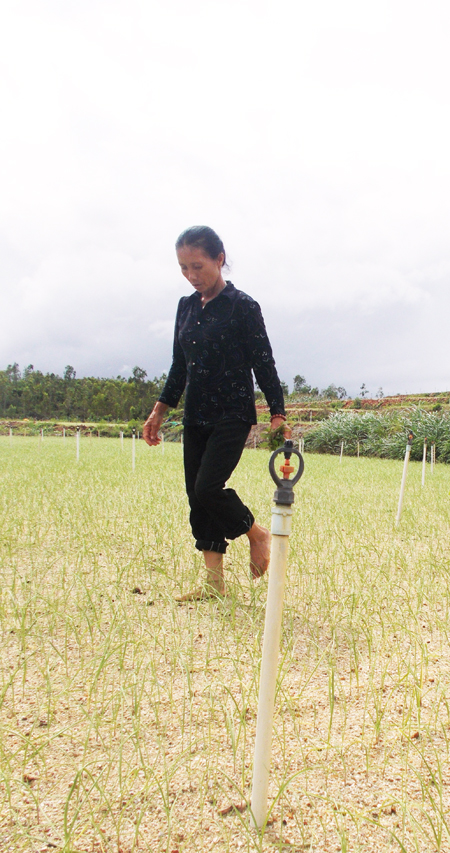 Bà Cần chăm sóc vườn tỏi của gia đình