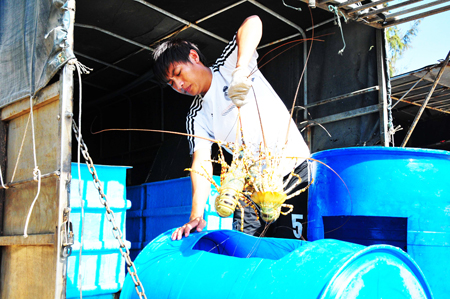 Cam Ranh: Phát triển tôm hùm xanh