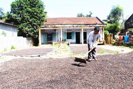 Cà phê Khánh Sơn được giá: Chưa mừng đã lo