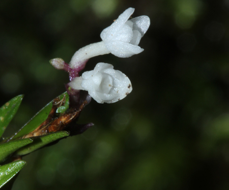 Phát hiện loài lan mới ở Hòn Bà, Khánh Hòa