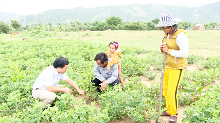 Thạc sĩ Nguyễn Phúc Hưng (bìa trái) hướng dẫn cho người dân trồng mô hình đậu phụng xen keo