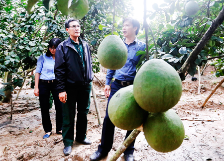 Nông thôn Khánh Hòa: Những bước chuyển dịch