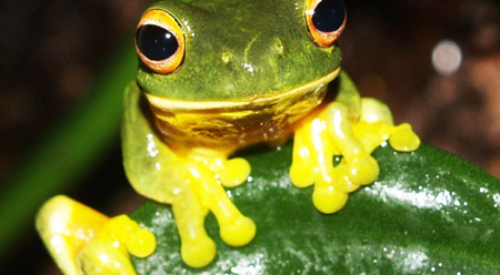 Nghiên cứu nước bọt loài ếch để tạo chất keo mới