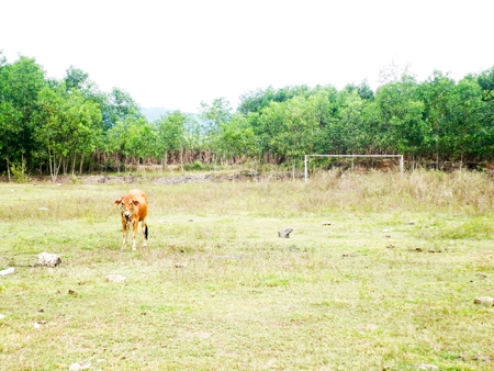 Sân vận động bị bỏ hoang