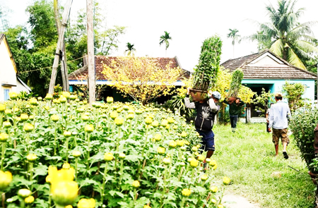 Người dân Ninh Giang chăm sóc hoa cúc vụ Tết 2017