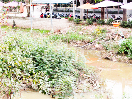 Cây mai dương là loài ngoại lai xâm hại phát triển nhiều tại khu vực sông, suối trong tỉnh