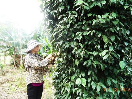 Nông dân huyện Khánh Sơn thu hoạch tiêu