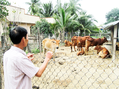 Ưu tiên phát triển đàn bò lai