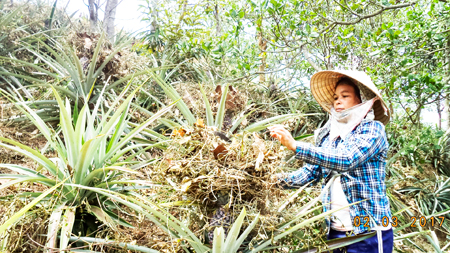 Một phụ nữ Raglai sản xuất giỏi