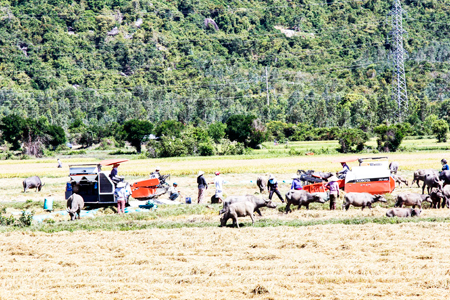 Nhiều giải pháp giảm nghèo hiệu quả