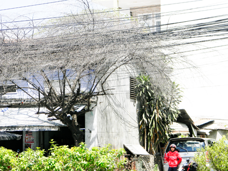 Cây khô vướng vào dây điện