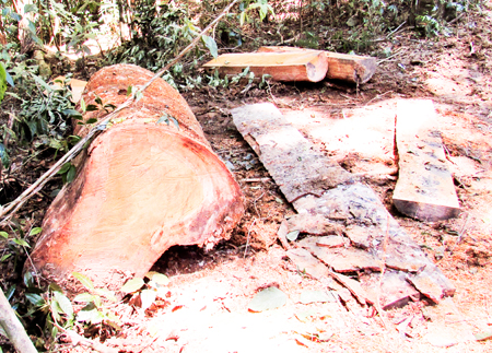 Rừng phòng hộ bị phá