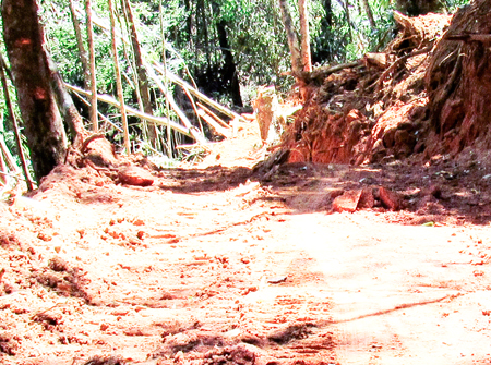 Lập biên bản 155 vụ vi phạm Luật Bảo vệ và Phát triển rừng