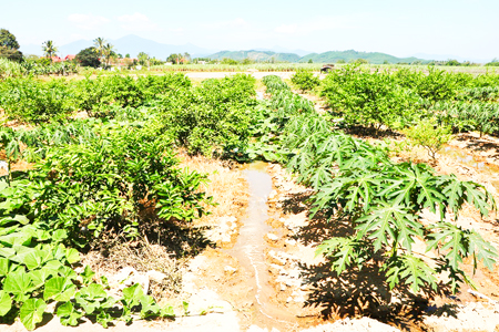 Hiệu quả từ mô hình sản xuất xen canh