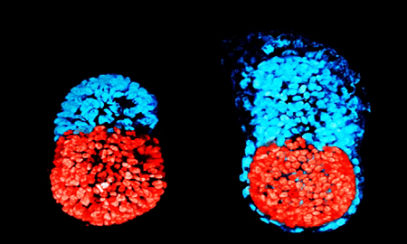 Phôi thai nhân tạo được tạo ra nhờ sử dụng hai loại tế bào gốc