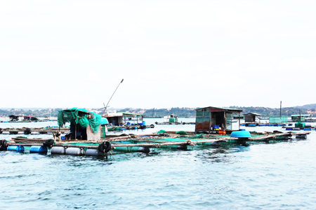 Người dân TP. Cam Ranh nuôi thủy sản lồng bè ở ven bờ chứ không di chuyển ra vùng quy hoạch Cam Bình