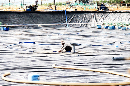 Hệ lụy lớn từ nuôi tôm trải bạt