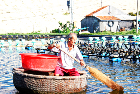 Hàng ngày, người dân cho tôm ăn 4 lần