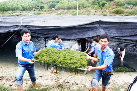 Thanh niên giúp dân thu hoạch rong. Ảnh: BKH