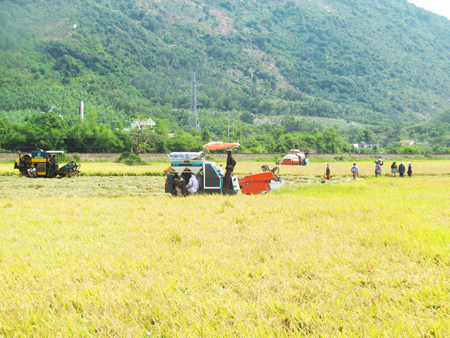 Thu hoạch lúa đông xuân tại xã Vạn Khánh, Vạn Ninh
