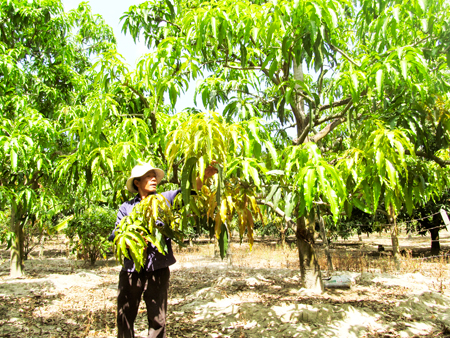 Vườn xoài Tứ quý của ông Võ Văn Bé