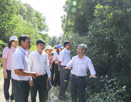 Ông Lê Xuân Thân kiểm tra rừng ngập mặn Tuần Lễ.