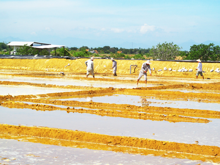 Quản lý sản xuất, kinh doanh muối
