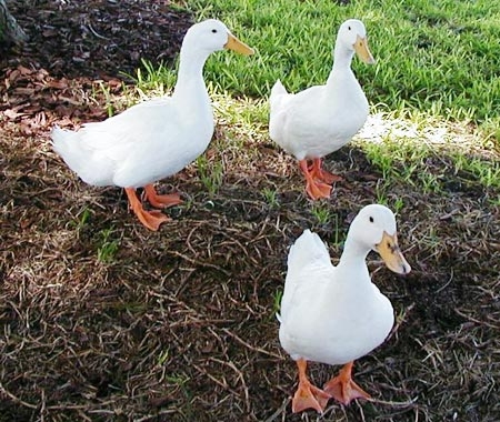 Lãnh án vì hăm dọa lấy 3 con vịt