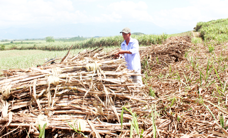 Nhiều đống mía của nông dân xã Ninh Tân phơi trên ruộng