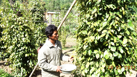 Hiệu quả từ các lớp dạy nghề cho nông dân