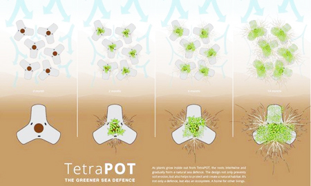 . Hệ thống TetraPot khi được đưa vào hoạt động, có khả năng hồi phục 35-50% hệ thống rừng ngập mặn đã bị chết