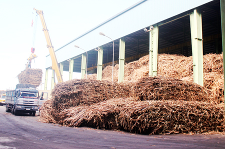 Số mía người dân đã chặt đang tiếp tục được đưa về Nhà máy Đường Khánh Hòa (ảnh chụp chiều 31-3)