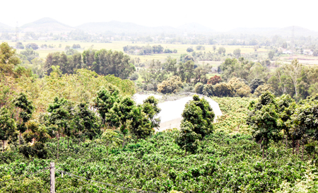 Một góc trang trại Kim Kim Hoa ở huyện Vạn Ninh