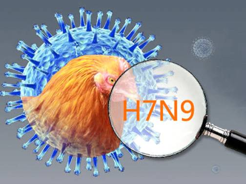 4 tình huống phòng, chống cúm A/H7N9