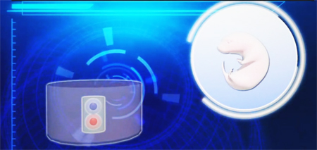 Phôi thai nhân tạo ra đời từ tế bào gốc